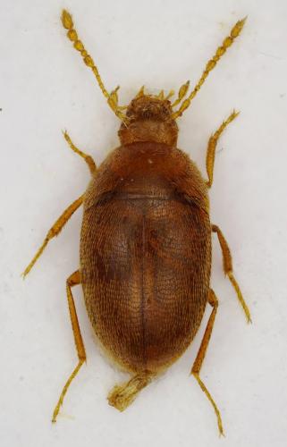Réf. 333 096 : Pavaniola regalini